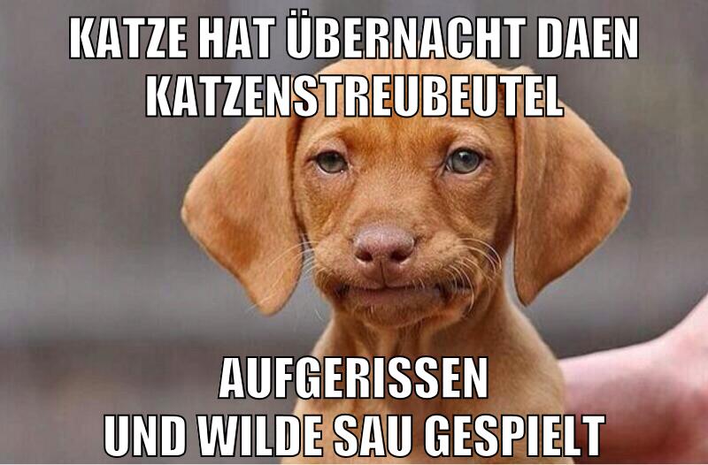 katze hat übernacht daen katzenstreubeutel aufgerissen und wilde sau gespielt