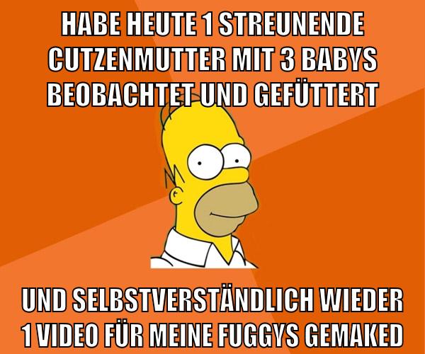 habe heute 1 streunende cutzenmutter mit 3 babys beobachtet und gefüttert und selbstverständlich wieder 1 video für meine fuggys gemaked