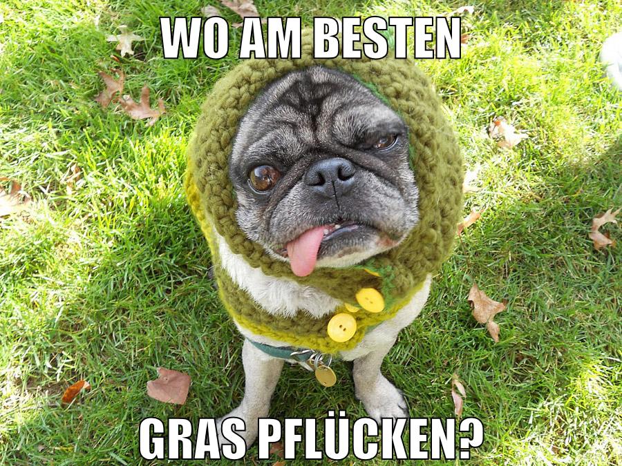 wo am besten gras pflücken?
