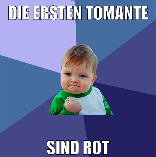 die ersten tomante sind rot