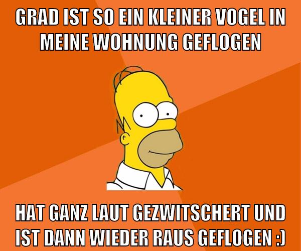 Grad ist so ein kleiner vogel in meine wohnung geflogen hat ganz laut gezwitschert und ist dann wieder raus geflogen :)