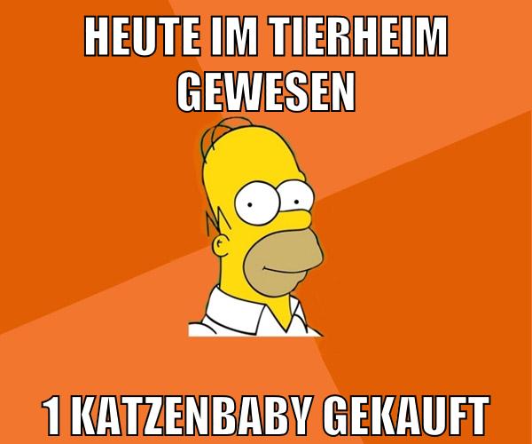 heute im tierheim gewesen 1 katzenbaby gekauft