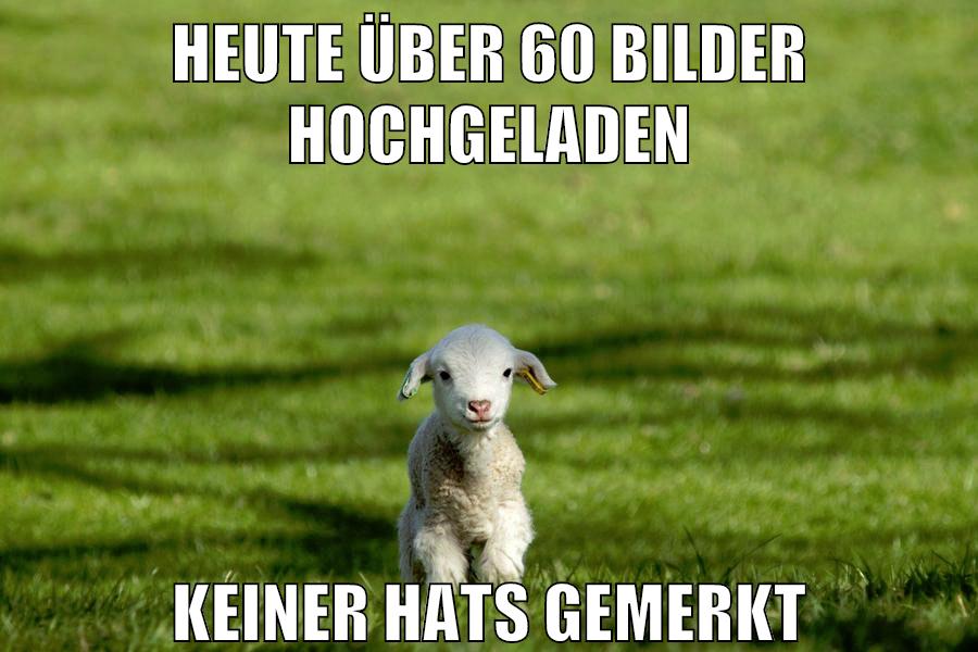 heute über 60 bilder hochgeladen keiner hats gemerkt