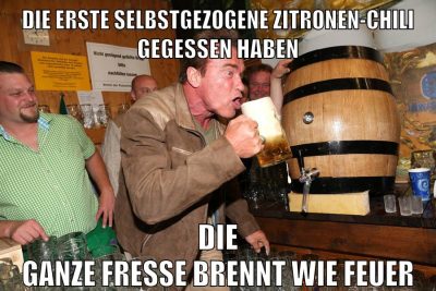 die erste selbstgezogene zitronen-chili gegessen haben die ganze fresse brennt wie feuer