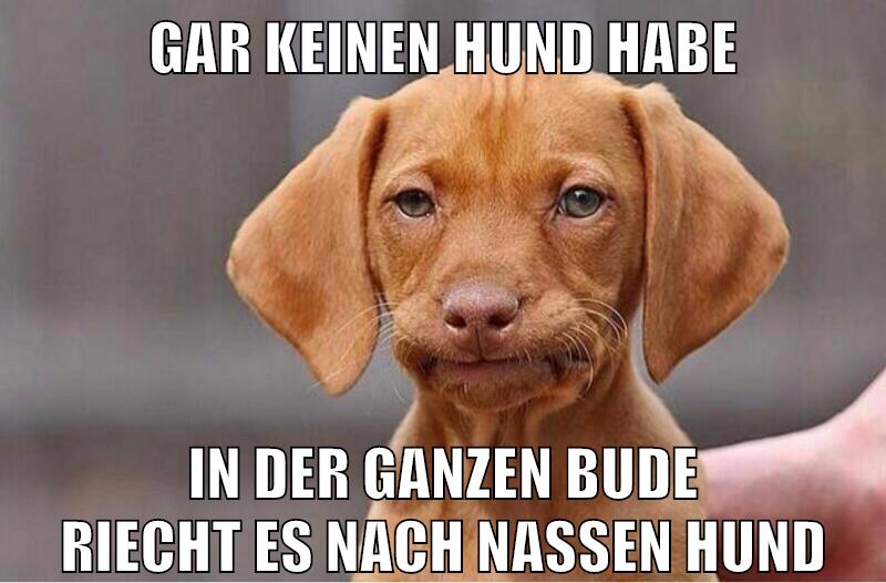gar keinen hund habe in der ganzen bude riecht es nach nassen hund