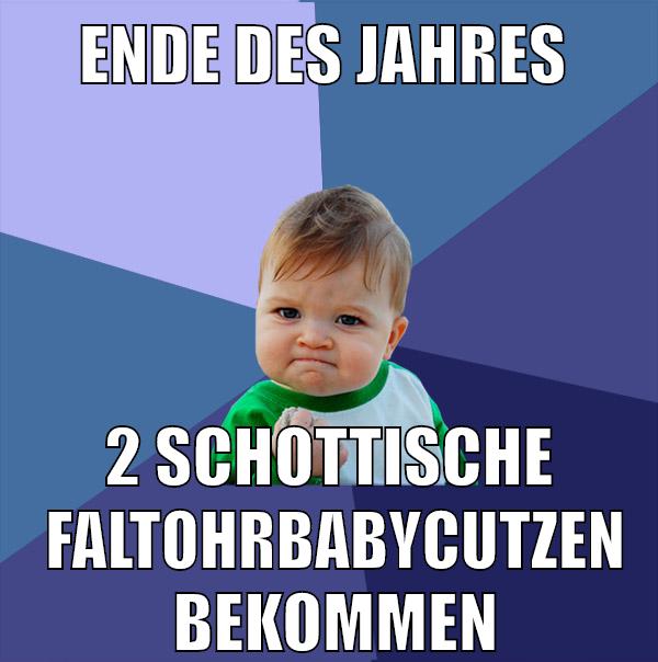 Ende des jahres 2 Schottische  Faltohrbabycutzen  bekommen