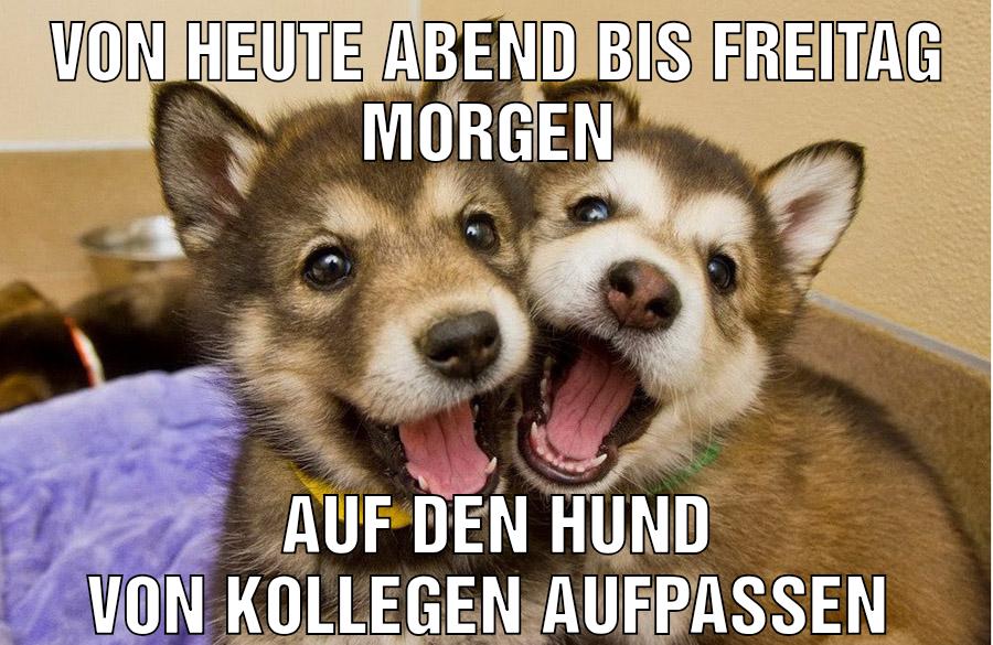 Von heute Abend bis Freitag Morgen Auf den Hund von Kollegen aufpassen