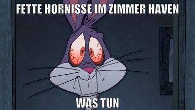 fette hornisse im zimmer haven was tun