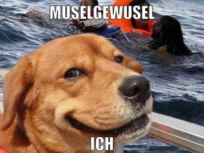 muselgewusel ich