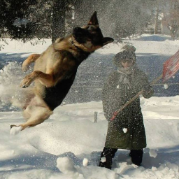 Hund im Schnee Meme