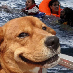 Hund auf Seenotrettung