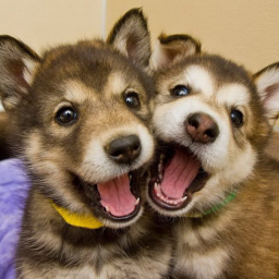Zwei süße Hunde Meme