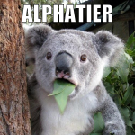alphatier sein