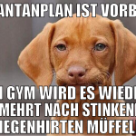 rantanplan ist vorbei im gym wird es wieder vermeh