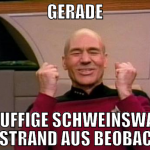 gerade knuffige schweinswale vom strand aus beobac