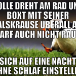bolle dreht am rad und boxt mit seiner halskrause 