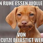 in ruhe essen wollen von der cutze belästigt werde