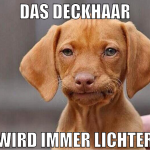 Das deckhaar wird immer lichter