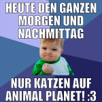 heute den ganzen morgen und nachmittag nur katzen 