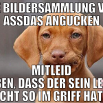 die bildersammlung von assdas angucken mitleid hab
