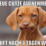 neue cutze aufnehmen läuft nach 4 tagen weg