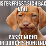 hamster frisst sich backen voll passt nicht mehr d