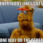 like cats